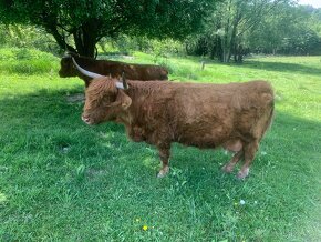Krávy Highland Cattle - 3