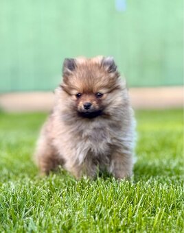 Pomeranian trpazličí špic - 3