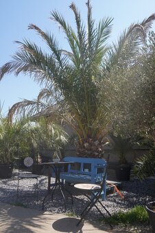 Palma Phoenix Canariensis - 230 litrovv kvetináč - 3
