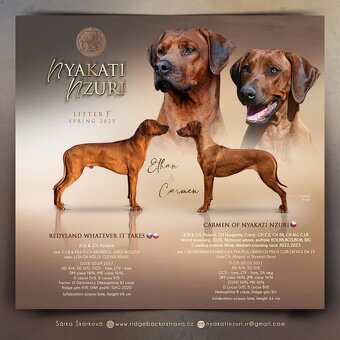 Rhodesian Ridgeback - 3