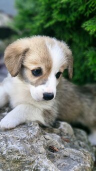 Welsh Corgi Pembroke - 3