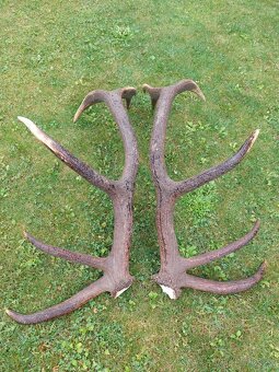 Trofej trofeje paroh parohy parozie zhody - 3