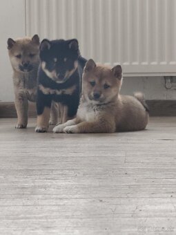 Shiba inu - 3