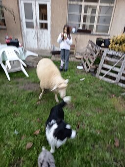 Darujem fenku mix borderkolie - 3