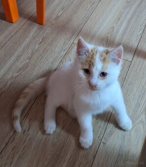 Darujem mačičku - 3