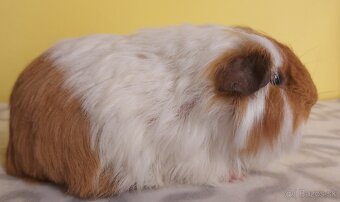 Morčatá rôznych plemien - 3