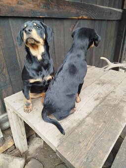 Darujem Šteniatká - 3