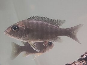 Aulonocara stuartgranti (Chilumba) - Tlamovec Stuartov - 3