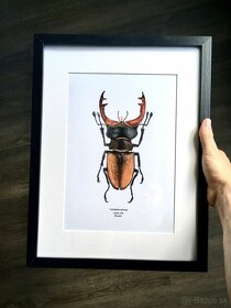 Kresba chrobáka Roháča - 3