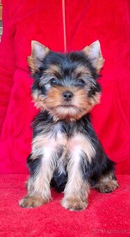 Yorkshire terrier s PP - psík - 3