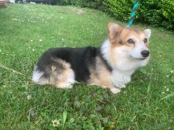 Welsh corgi pembroke - 3