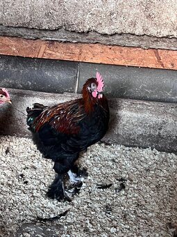 Marans - 3