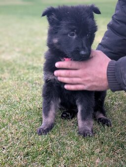 Šteniatko nemeckého ovčiaka s pp - 3