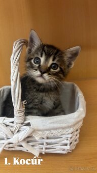 Darujem mačiatká - 3