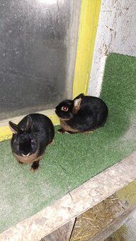 zakrslí kralik ohnivák - 3