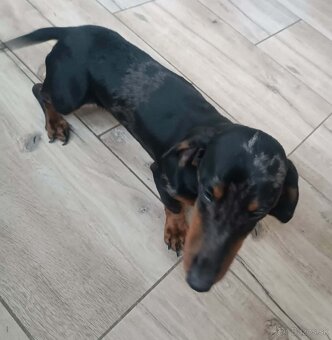 Jazvečík kratkosrstý merle ( psík) - 3