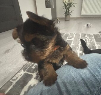 Yorkshirsky terier mini - 3