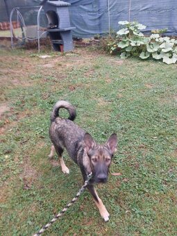 Darujem križenca - 3