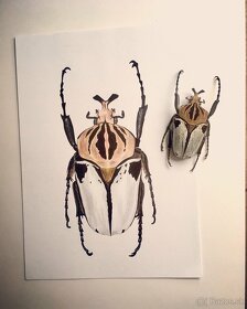 Kresba chrobáka Goliathus cacicus - 3