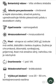 Arkádia stolové hrozno - 3