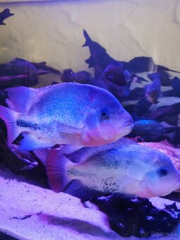 Vieja Bifasciata Fenestratus - 3
