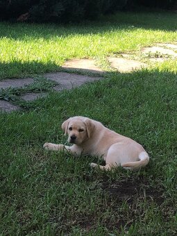 Labrador šteniatka s PP - 3