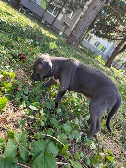 Americký stafordšírsky teriér 🐶 - 3