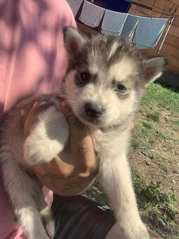 Steniatka Malamuta - 3