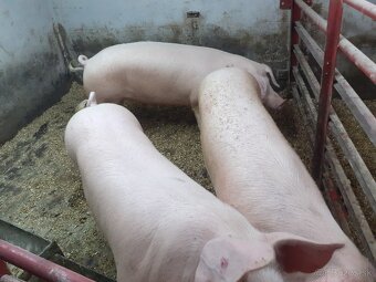 Predám prasatá - 3