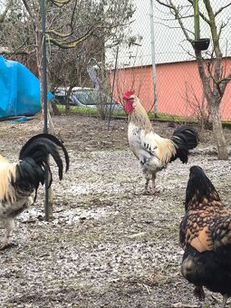 Predám dva kohüty - 3