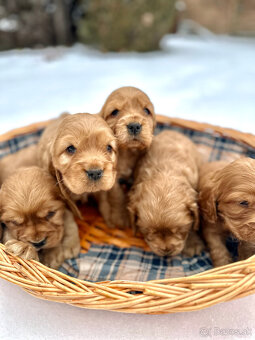 Anglický kokeršpaniel - 3