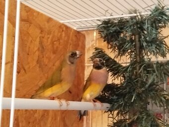 Amadina gouldova - 3