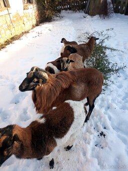 kamerunsky baran - 3