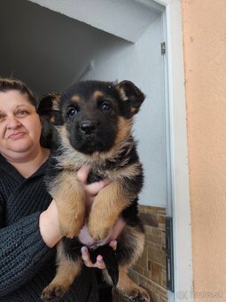 Nemecký ovčiak - 3