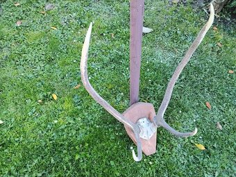 Parohy, trofej na drev.doske - 3