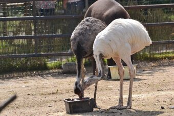 Kúpim samicu Nandu pampový - 3