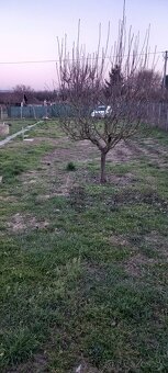 Prenájom záhrady - 3