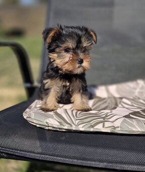 Yorkshirsky terier - 3