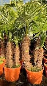 Palma trachycarpus fotrunei semená 10ks - 3