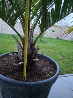 Palma Jubaea Chilensis - 3