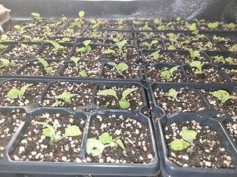 Tabak sadenice planty - 3