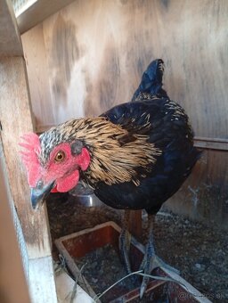 Kohút 🐓 - 3