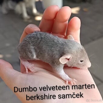❤ Exkluzívne dumbo, velveteen potkaníky - 3