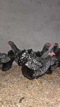 Wyandotka strieborná čiernolemovaná veľká - 3