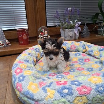 Biewer,Halbbiewer,Oceán - 3