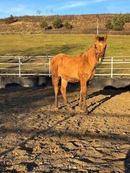 APH Dun Žrebček - 3