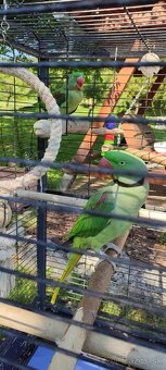 Alexander Veľký ručne dokŕmený pár - 3