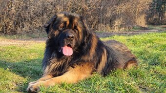 Leonberger s PP - 3