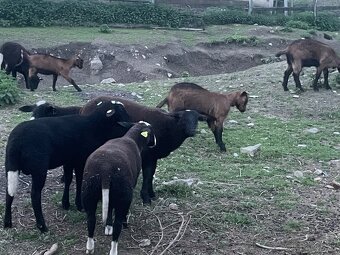Jahňatá Zwartbles - 3