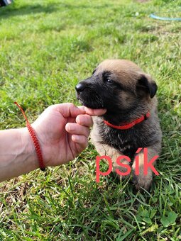 Belgický ovčiak Malinois / Nemecký ovčiak - 3